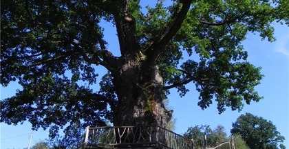 Тысячелетний дуб в селе Стужица