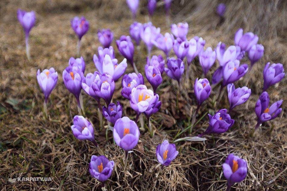 Где и когда цветут крокусы в Карпатах GUIDE.KARPATY.UA